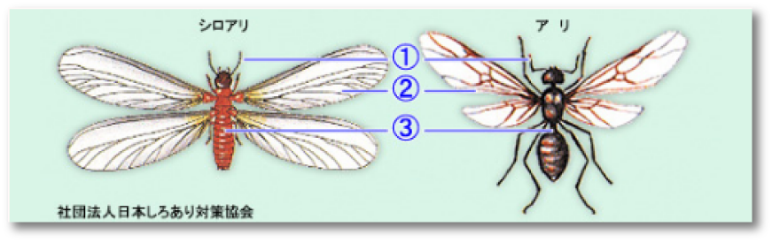 羽アリの解説 白アリと黒アリの違い
